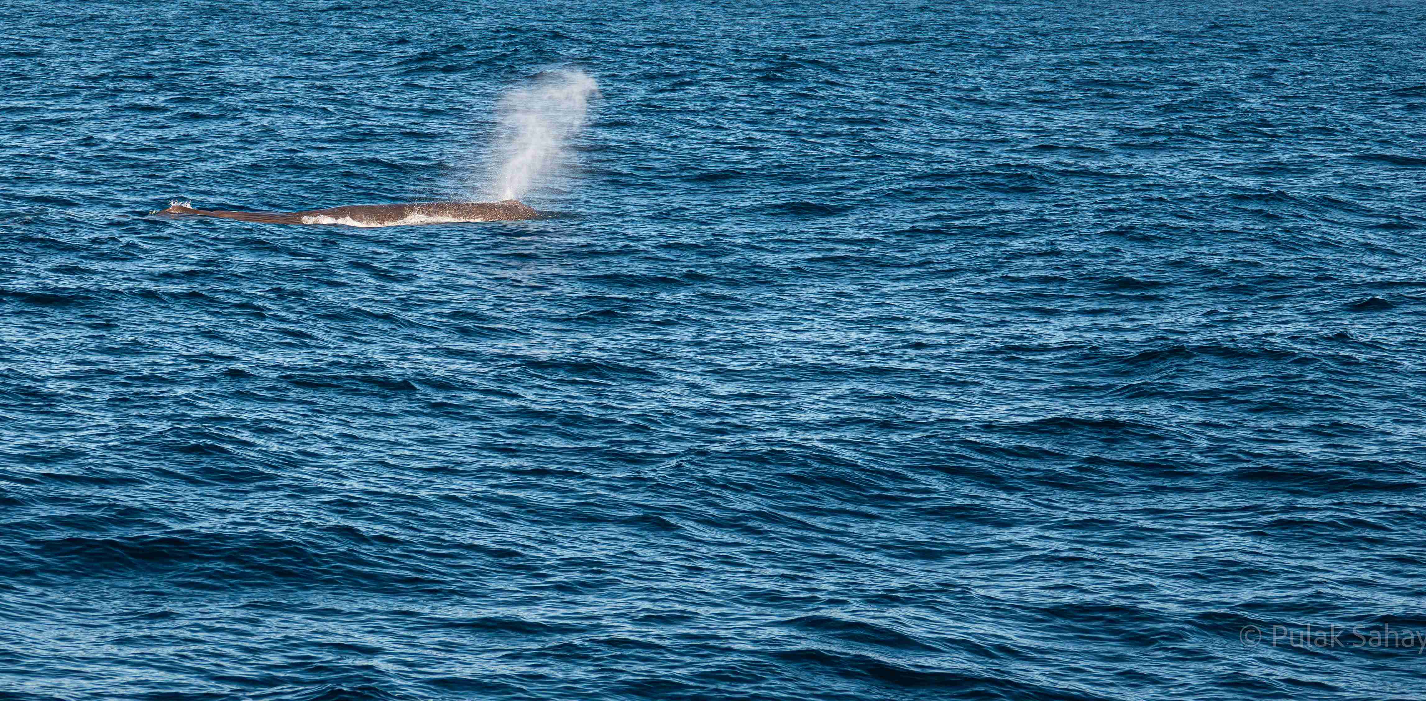 Whale Spout